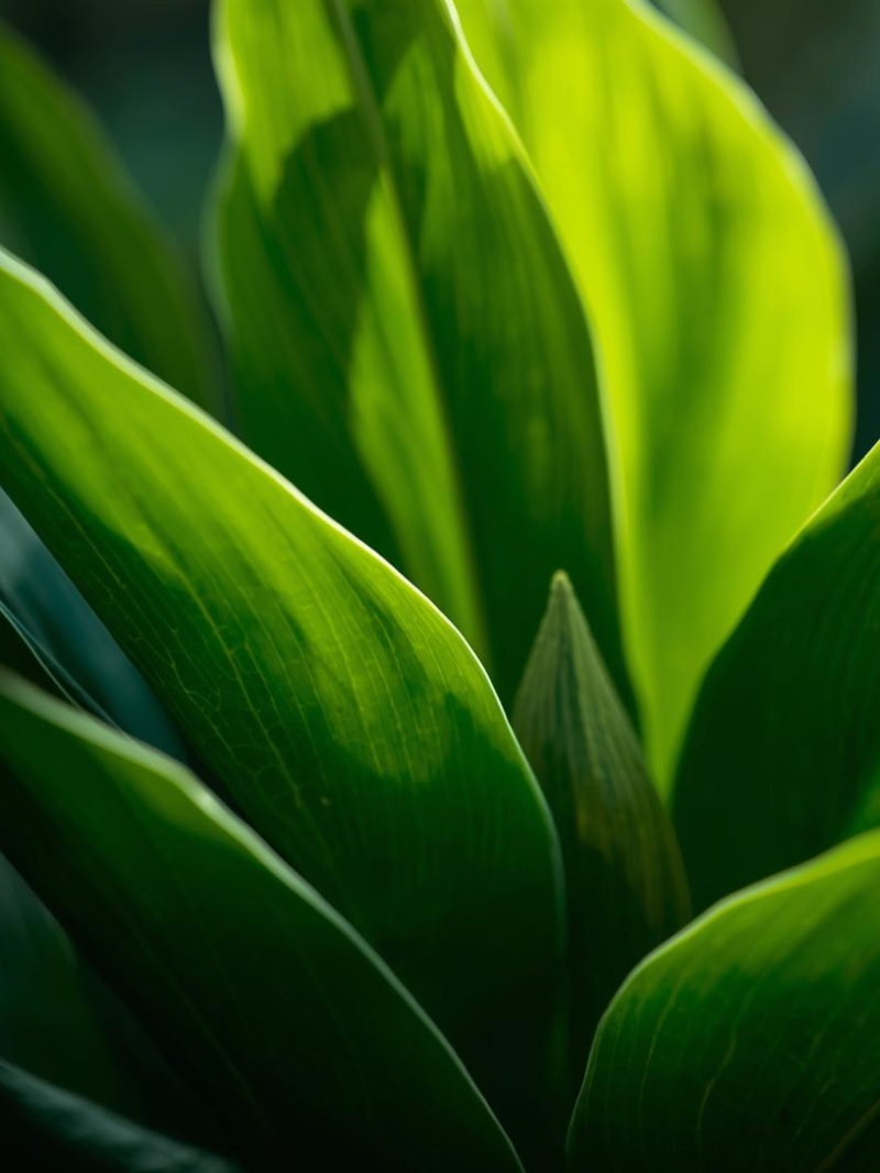 Ashwagandha (Withania somnifera)