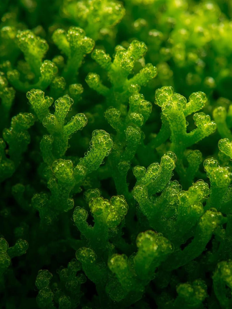 Espirulina (Arthrospira platensis)