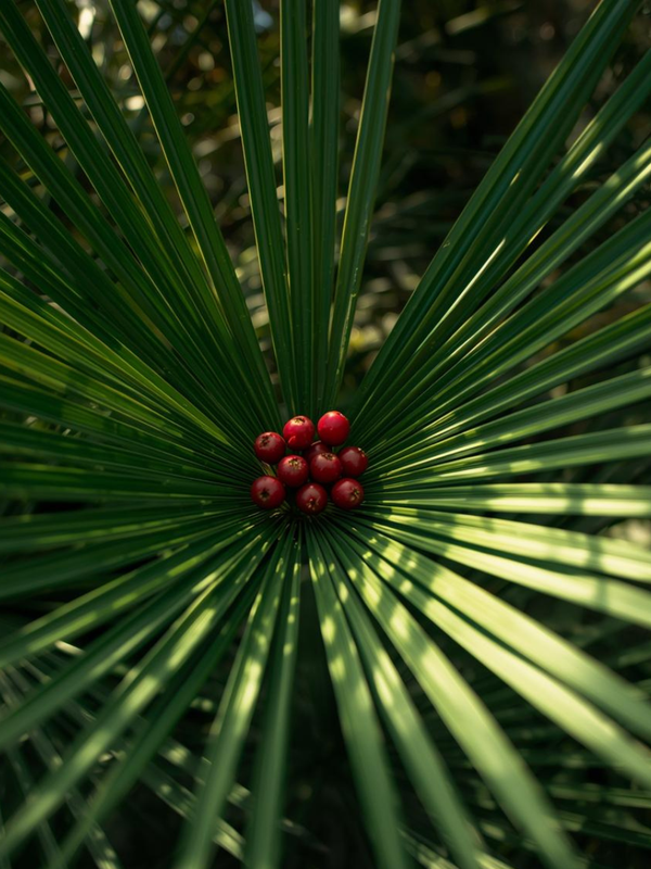 Saw Palmetto (Serenoa repens)